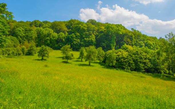 Fields and trees in a green hilly grassy landscape under a blue sky in sunlight in summer, Voeren, Limburg, Belgium, June, 2024