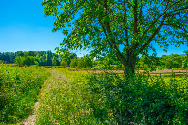 Fields and trees in a green hilly grassy landscape under a blue sky in sunlight in summer, Voeren, Limburg, Belgium, June, 2024