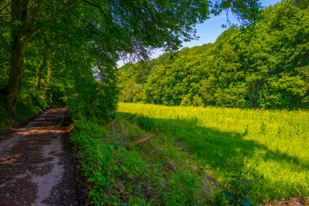 Fields and trees in a green hilly grassy landscape under a blue sky in sunlight in summer, Voeren, Limburg, Belgium, June, 2024