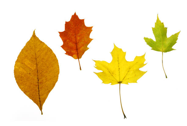 colorful autumn leaves isolated on white background
