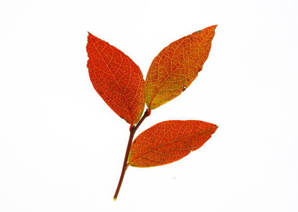 close up on red leaves isolated on white background
