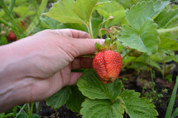 istock Close-up of a cropped hand holding a strawberry 2157336780