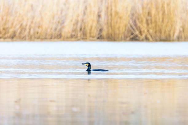 istock Phalacrocorax carbo in the Duero River. Riberas de Castronuno Natural Park 2157337328