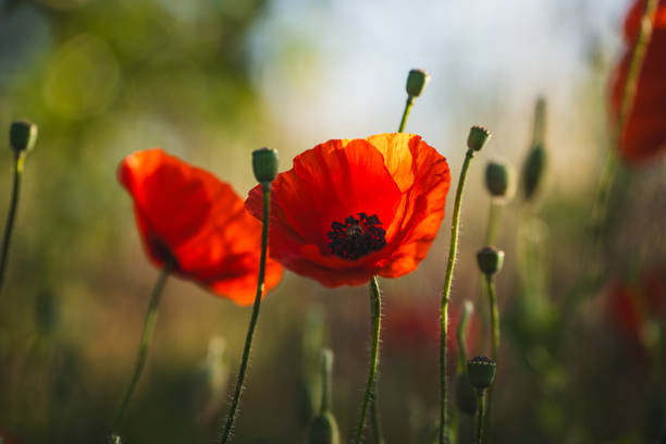 istock red poppies in the field 2157337738