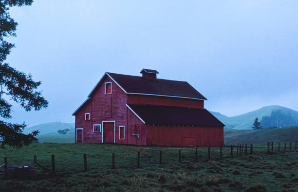 Grain bin and a few cows in the field