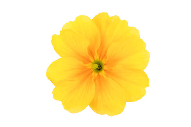 istock Primrose primula flowers isolated on white background 2157341102