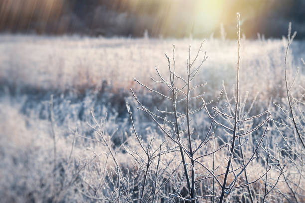 istock Winter Frosty Grasses 2157341296