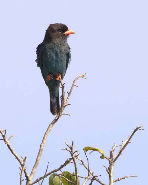 istock Dollar Bird in Thailand 2157341381