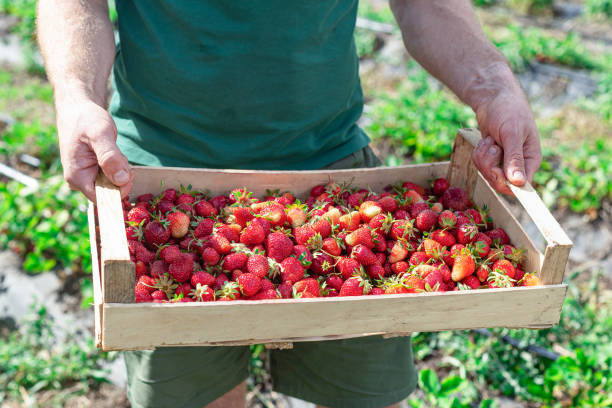 Man is holding wooden fruit box full of strawberry in the field stock photo