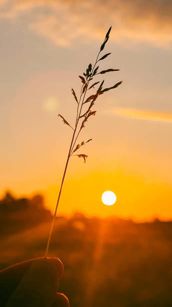 istock Spikelet in the sunlight at sunset, harvest in autumn 2157341645