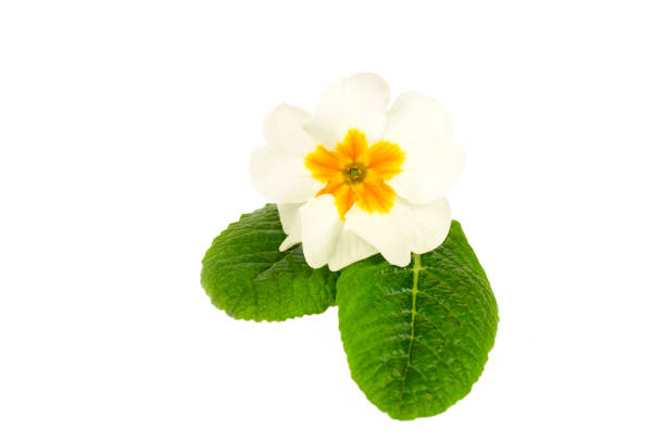 Primrose primula flowers isolated on white background