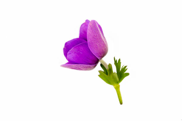 Purple anemone - Anemone coronaria - on the white background