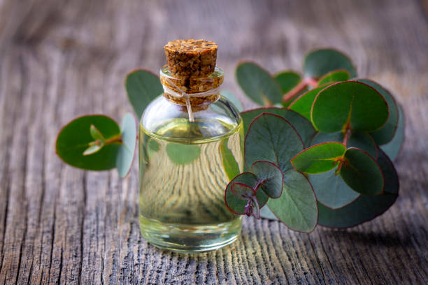 istock Eucalyptus leaves and essential oil 2157343392