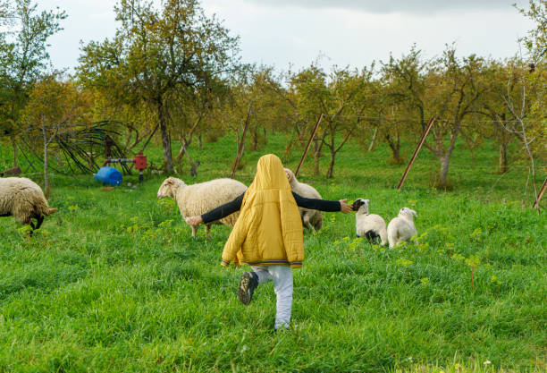 istock Little boy runs with sheep in the garden 2157344745