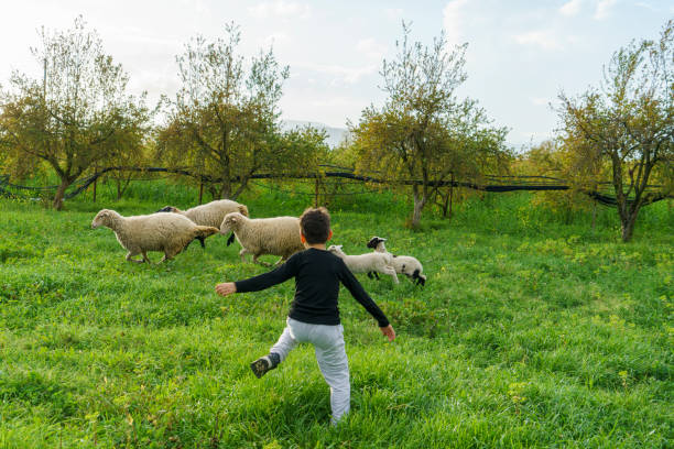 istock Little boy runs with sheep in the garden 2157344820