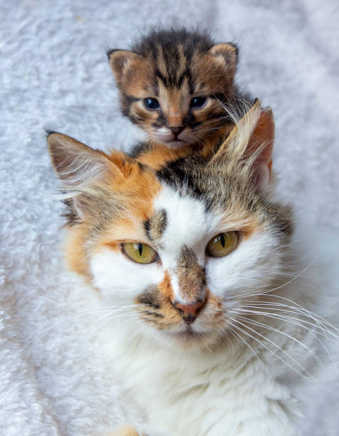 istock Calico mother cat and her little kitten 2157344874