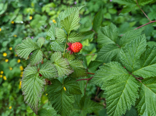 istock Salmonberry at Forest Edge in Canada 2157345730