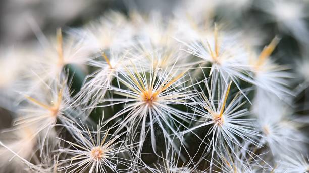 istock Selected focus cactus texture background.  Mammillaria carmenae 2157345986