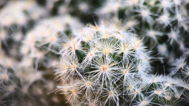 istock Selected focus cactus texture background.  Mammillaria carmenae 2157345988