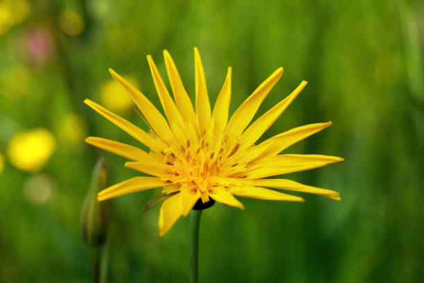 Meadow Goats-Beard (Tragopogon pratensis) flower with slightly rolled up petals in close-up on a meadow