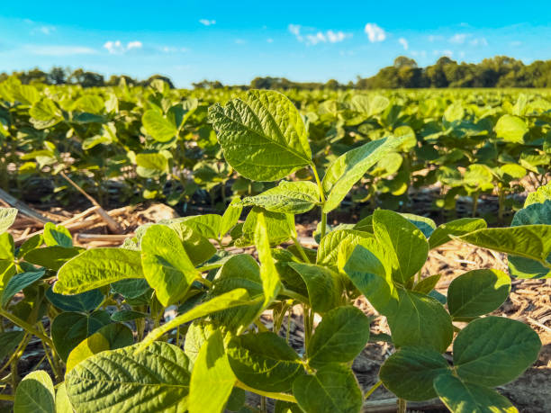 istock Young Soybean Crops in an Agricultural Field 2157349441