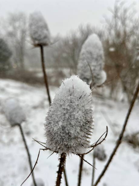 istock Family of Teasels 2157350502