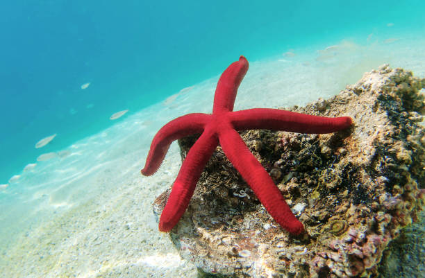 istock Mediterranean purple starfish - Ophidiaster ophidianus 2157353808