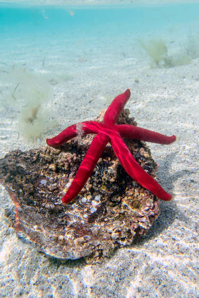 istock Mediterranean purple starfish - Ophidiaster ophidianus 2157353810