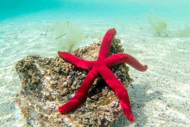 Mediterranean purple starfish - Ophidiaster ophidianus