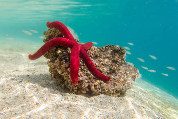istock Mediterranean purple starfish - Ophidiaster ophidianus 2157353813