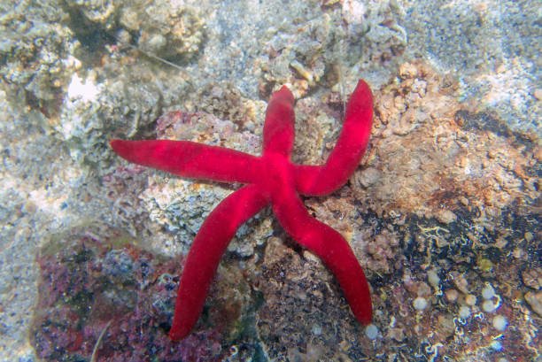 istock Mediterranean purple starfish - Ophidiaster ophidianus 2157353814
