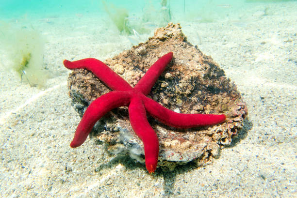 istock Mediterranean purple starfish - Ophidiaster ophidianus 2157353826
