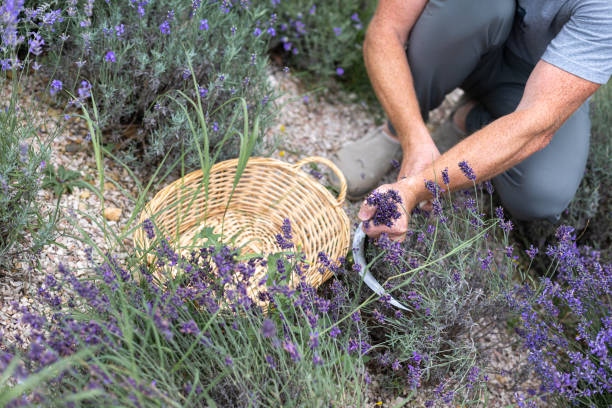 istock Harvesting season. Lavender bouquets and basket. 2157356419