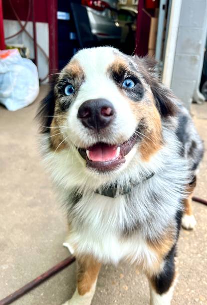 istock Cute australian shepherd puppy dog portrait 2157356438