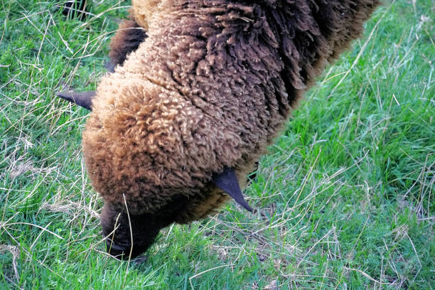Colored Sheep on the Banks Peninsula. It is a peninsula of volcanic origin on the east coast of the South Island of New Zealand. It has an area of approximately 1,150 square kilometres and encompasses two large harbours and many smaller bays and coves.