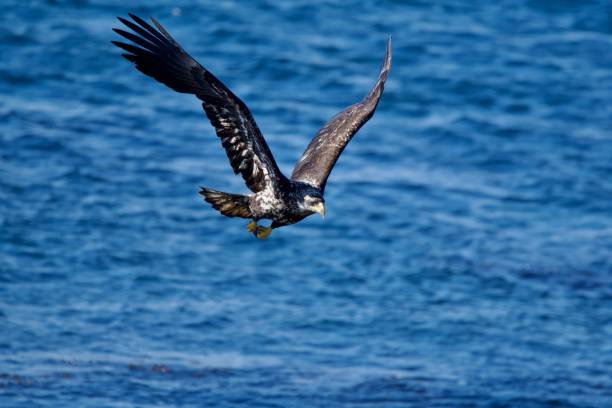 istock Immature bald eagle flies low over choppy sea near the shore 2157358352