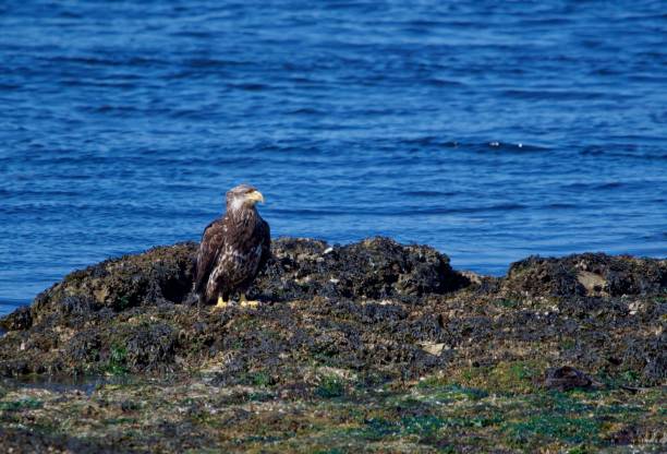 Immature bald eagle stands on seaweed covered rocks at the water's edge