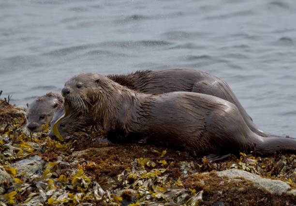 istock Two river otters on rocky shore investigate a third otter's catch 2157358364