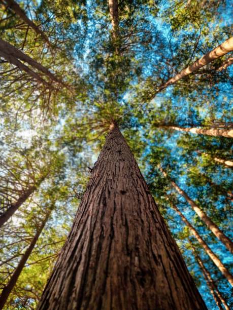 istock Upward View of Tall Trees in a Forest 2157358405