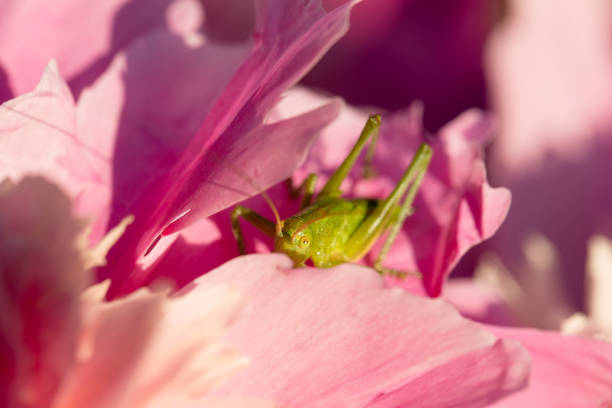 green grasshopper on pink peony flower close up. High quality photo
