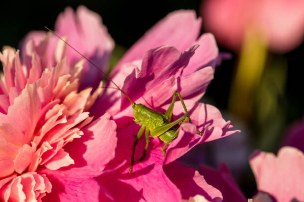 green grasshopper on pink peony flower close up. High quality photo