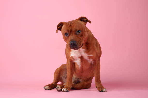istock A curious Staffordshire Bull Terrier gazes upward, against a soft pink backdrop 2157364376