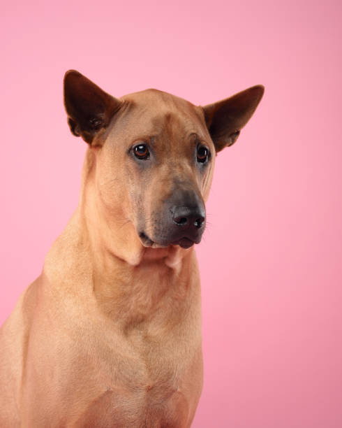 istock Thai Ridgeback dog poses elegantly against a soft pink background 2157364389