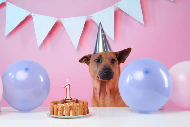 istock A Thai Ridgeback sits at a birthday celebration, adorned with a festive party 2157364397