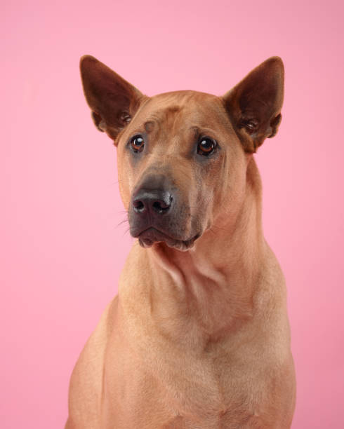 Thai Ridgeback dog poses elegantly against a soft pink background