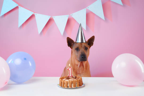 istock A Thai Ridgeback sits at a birthday celebration, adorned with a festive party 2157364402