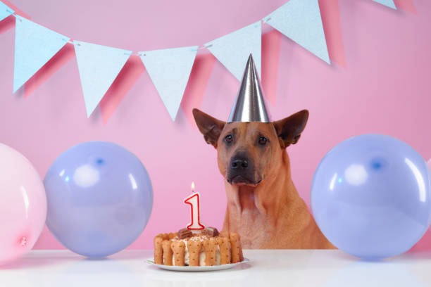 A Thai Ridgeback sits at a birthday celebration, adorned with a festive party