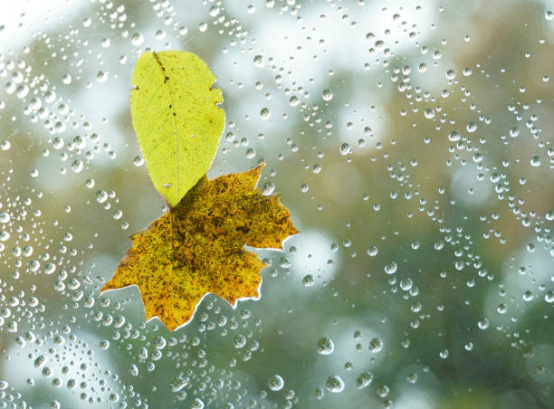 autumn leaves with raindrop on glass window