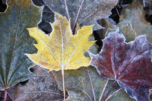 frost colorful leaves in the cold morning as nature background