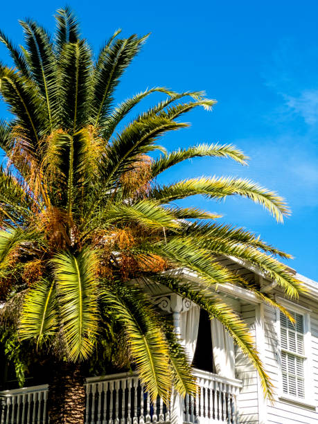istock Beautiful wooden island house with palm tree 2157367943